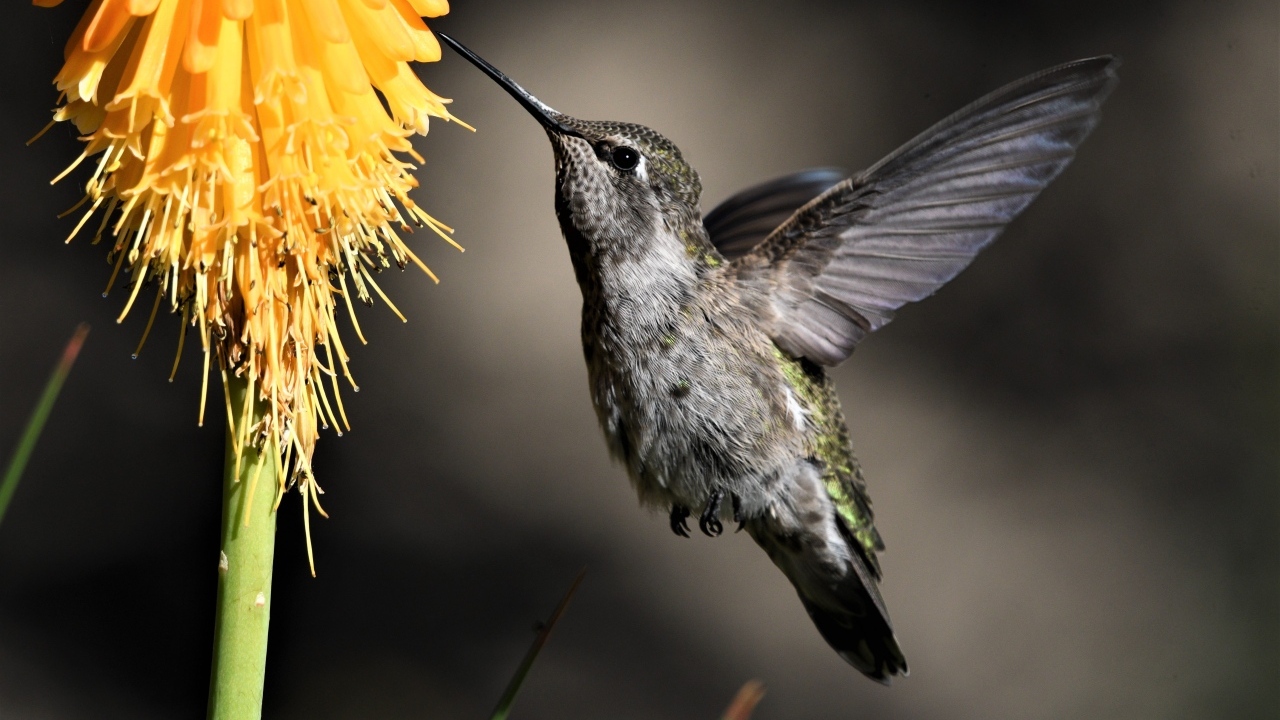Птица колибри собирает нектар с цветка