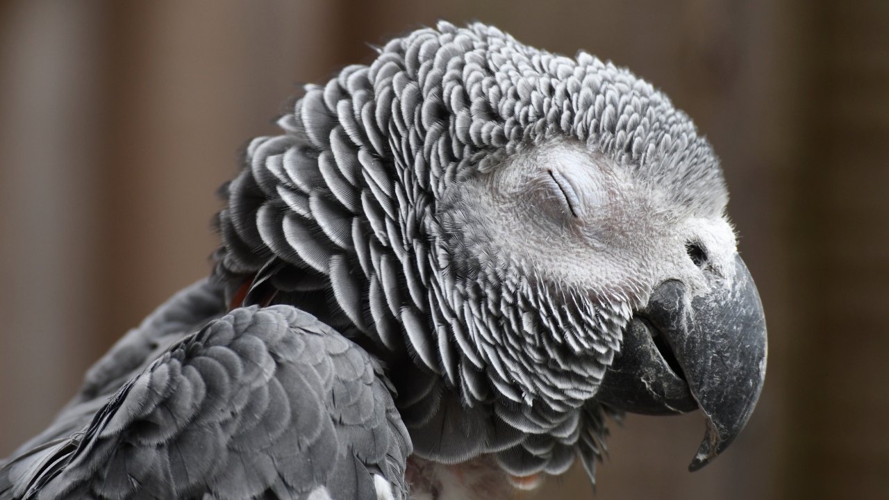 Попугай жако с закрытыми глазами