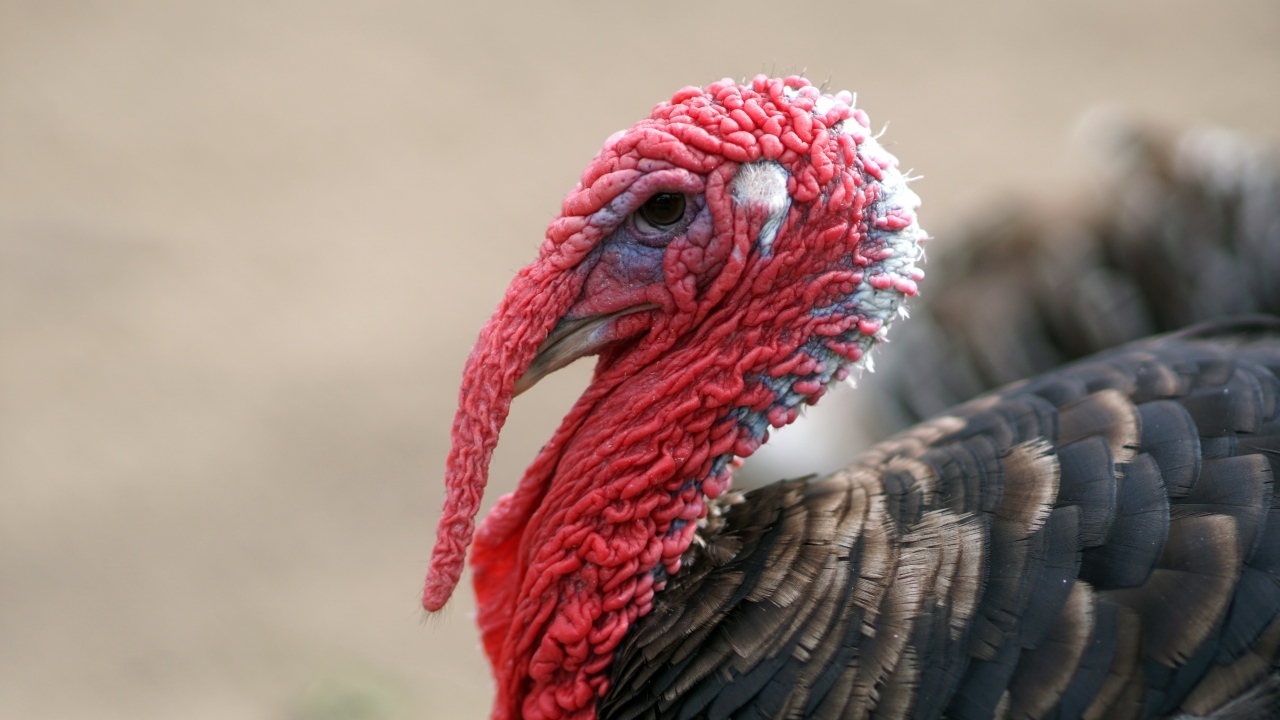 Большой домашний индюк с красной головой