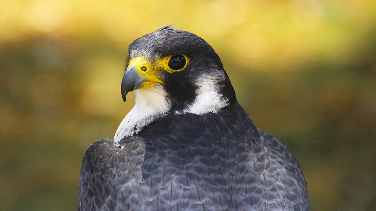 Большой сокол с острым клювом