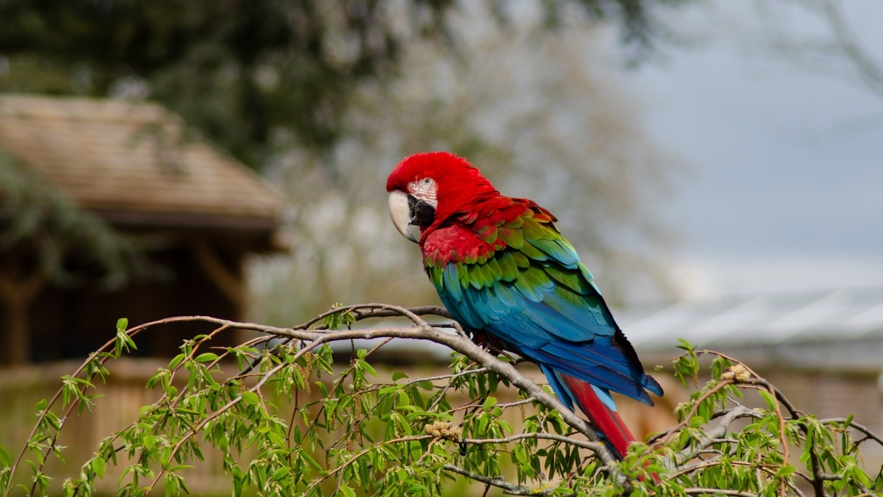 Большой попугай ара сидит на ветке дерева