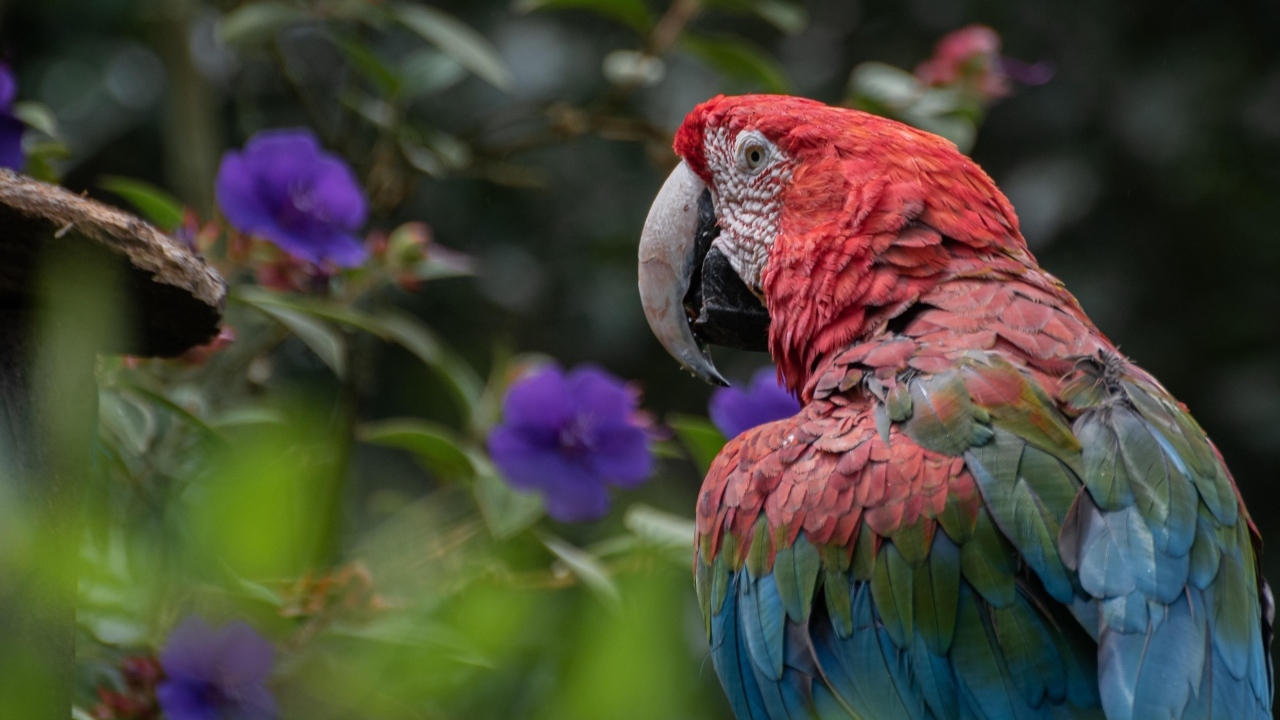 Большой разноцветный попугай ара на ветке 