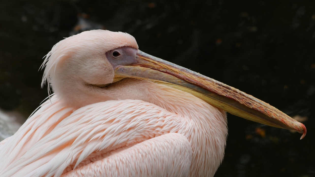 Большой розовый пеликан с острым клювом