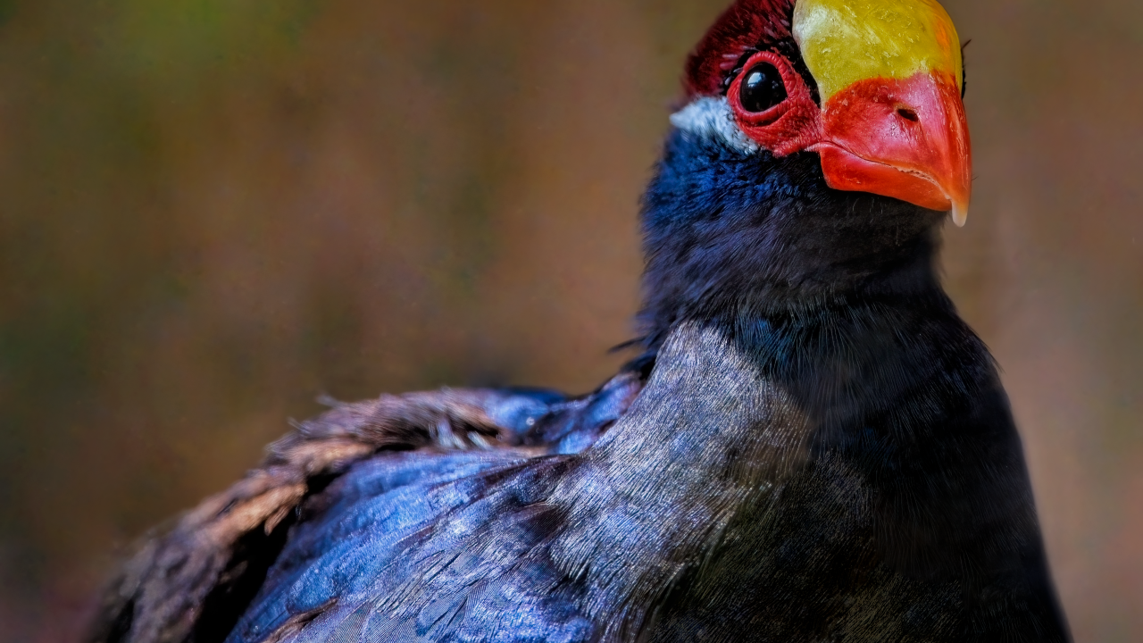 Маленькая птица фиолетовый турако