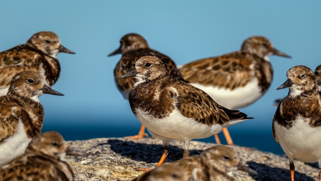 Маленькие птицы на камне у воды