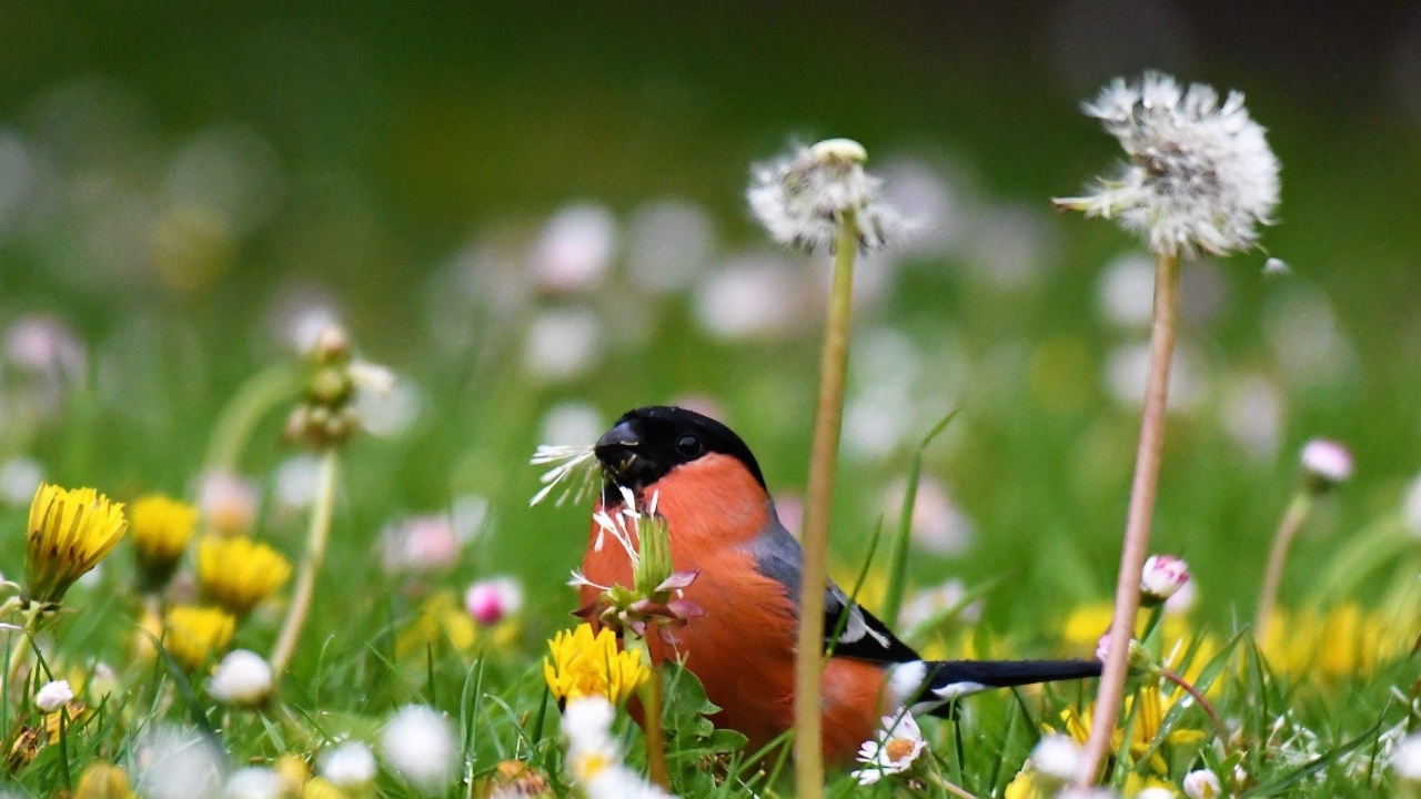 Маленький снегирь прячется в траве