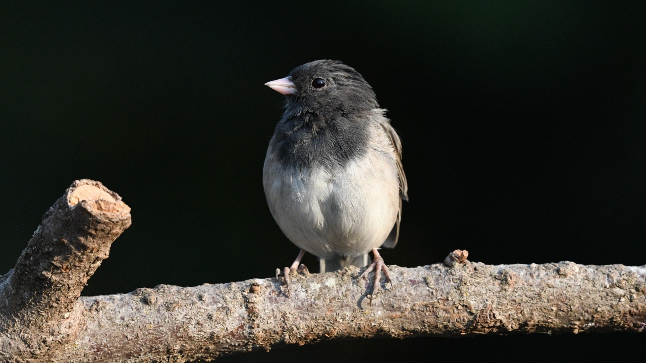 Маленький темноглазый юнко сидит на ветке дерева