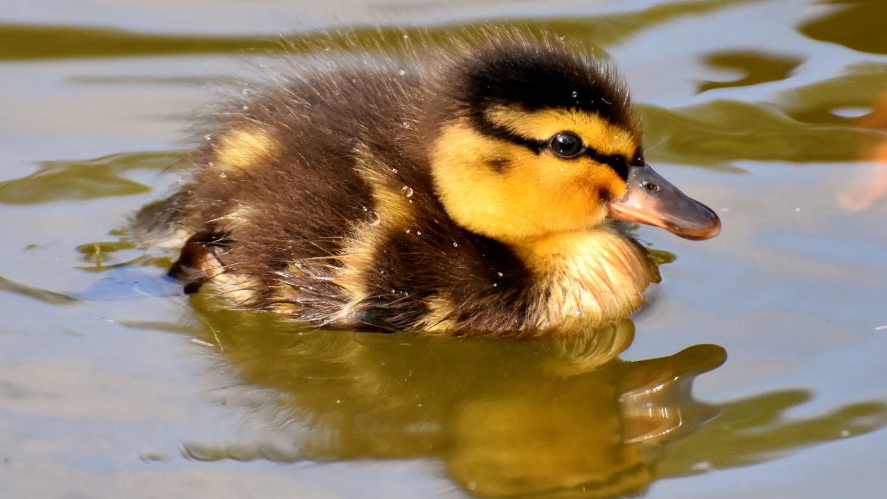 Маленький утенок плавает в воде