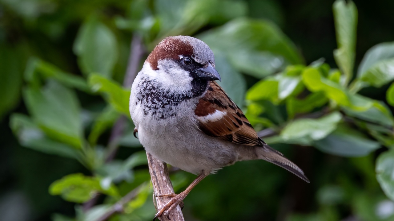 Маленький серый воробей сидит на ветке