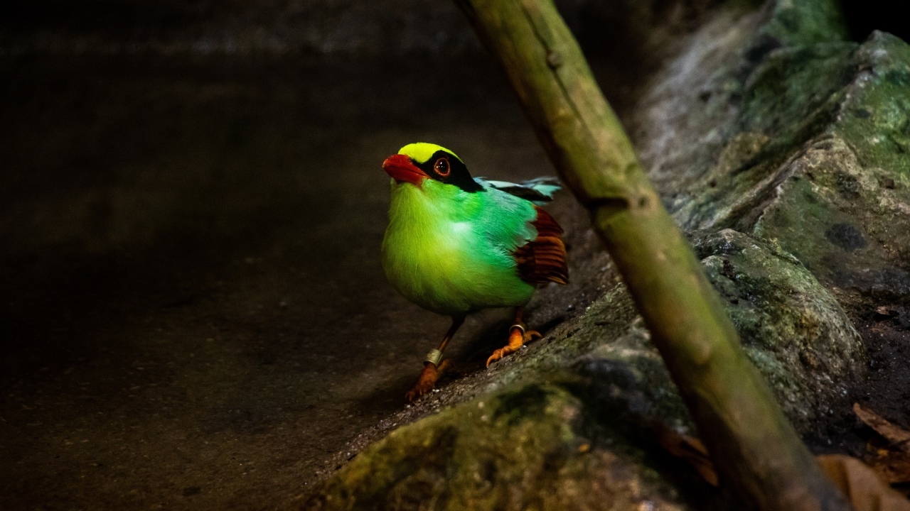 Маленькая зеленая птица на камне