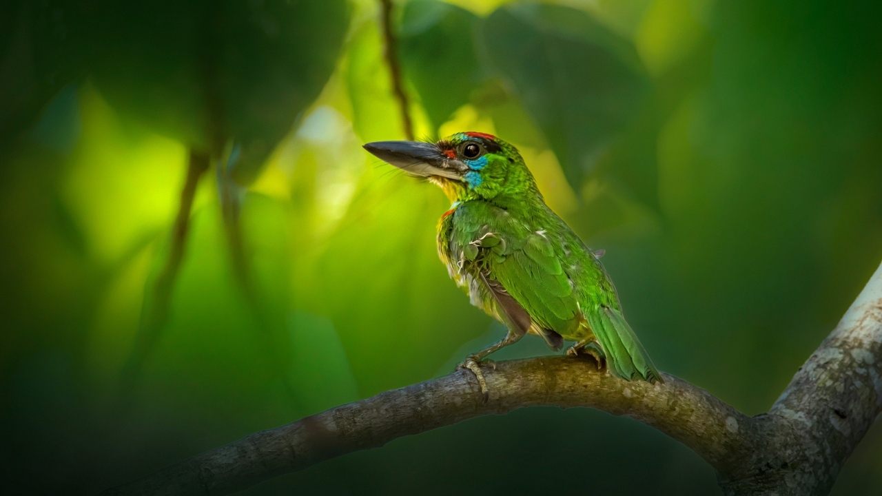 Маленький краснозобый барбет сидит на ветке 