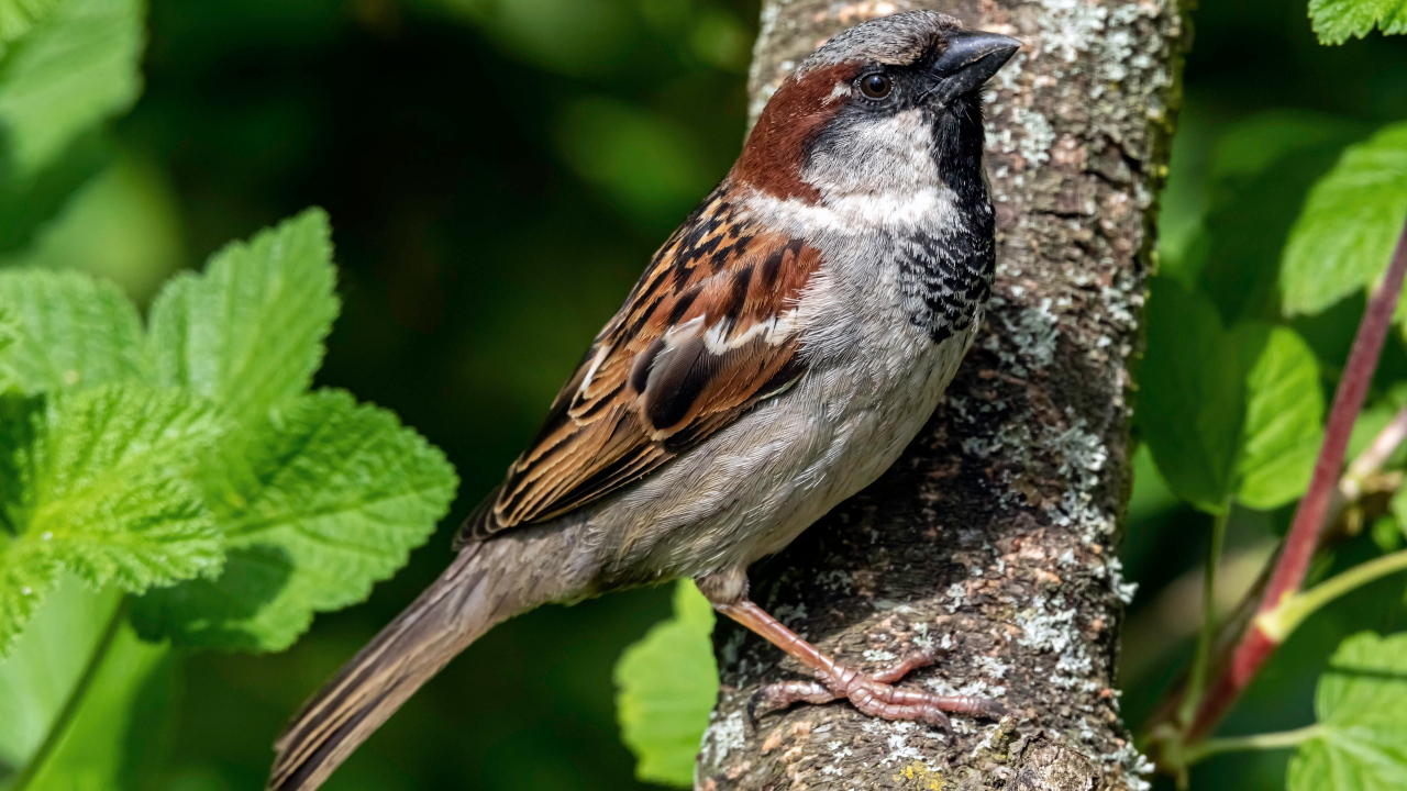 Маленький воробей сидит на дереве