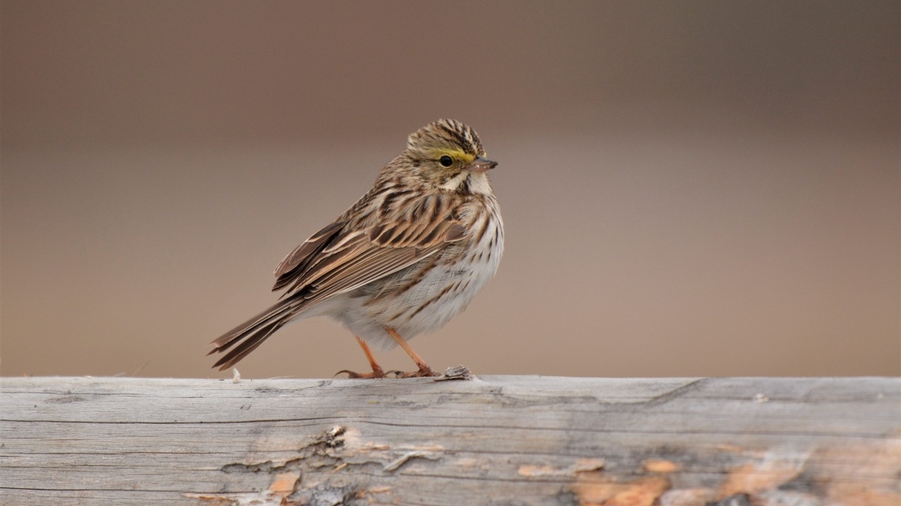 Маленький воробей сидит на столбе