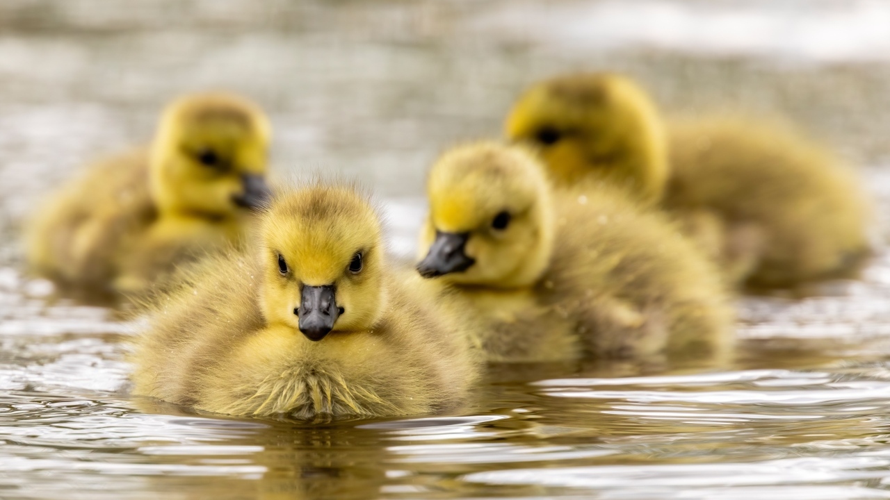Маленькие желтые гусята в воде 