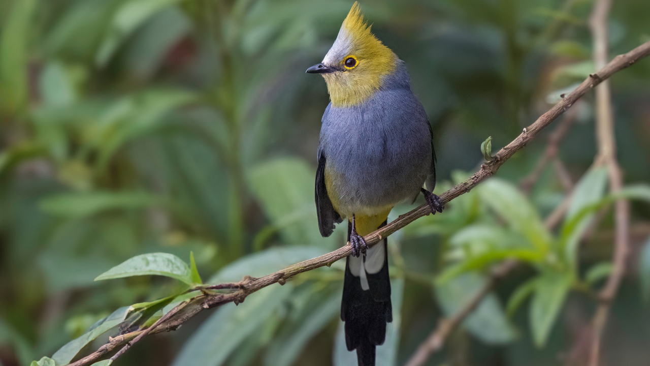 Длиннохвостый шёлковый свиристель сидит на ветке