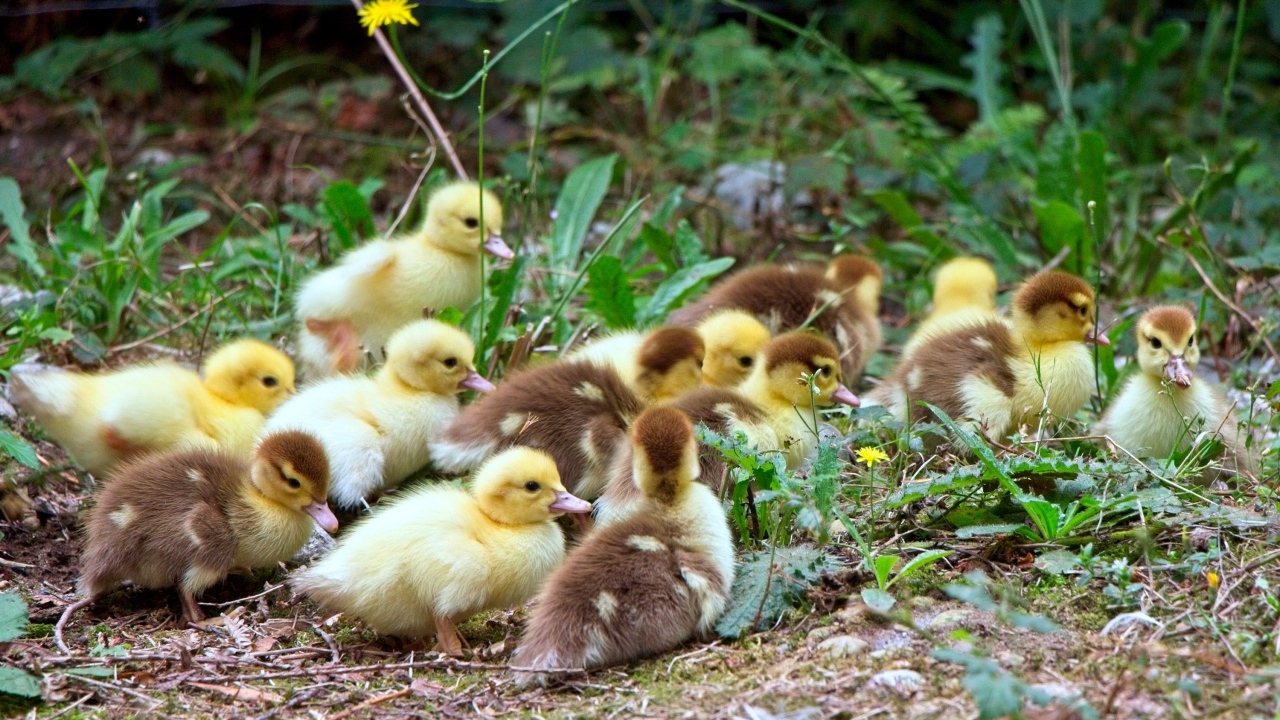 Много маленьких милых утят