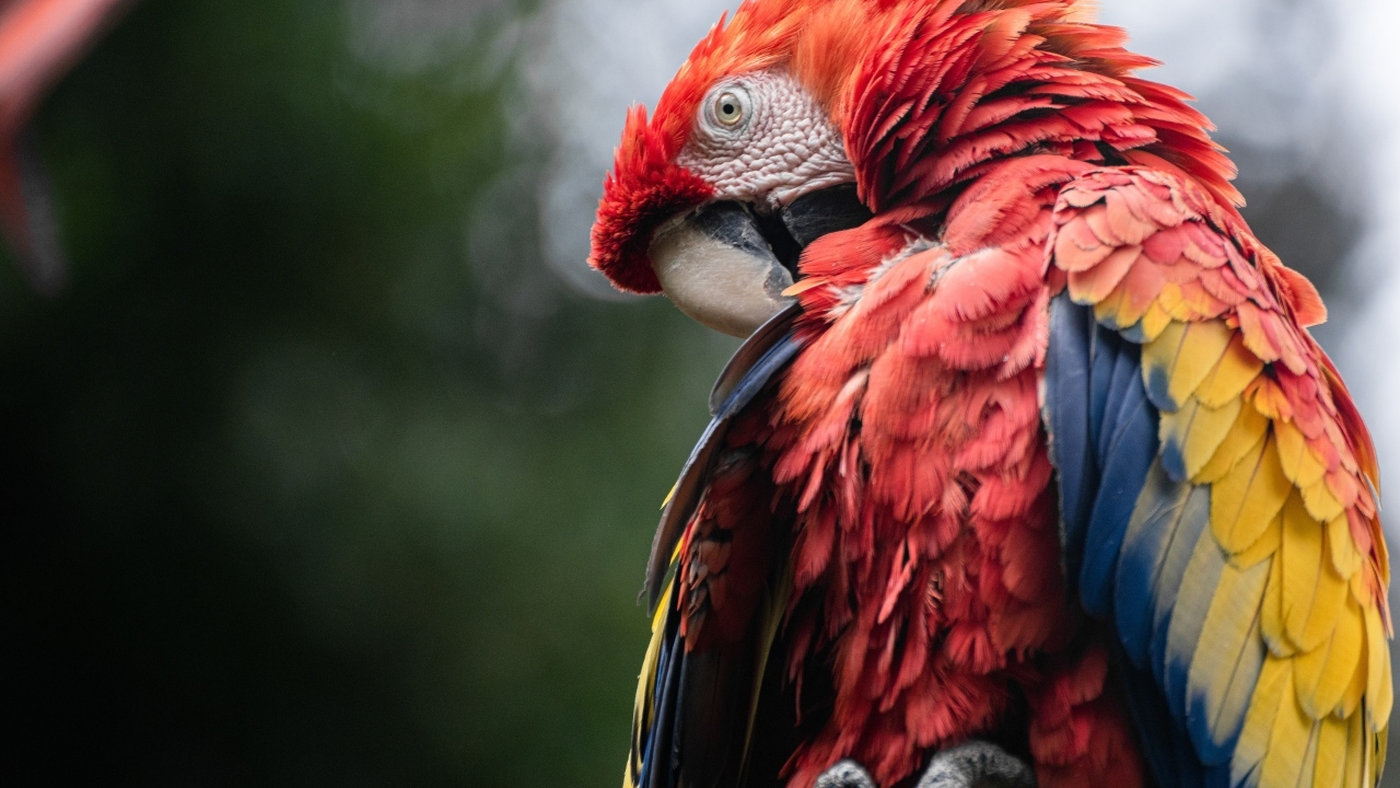 Попугай ара чистит перья