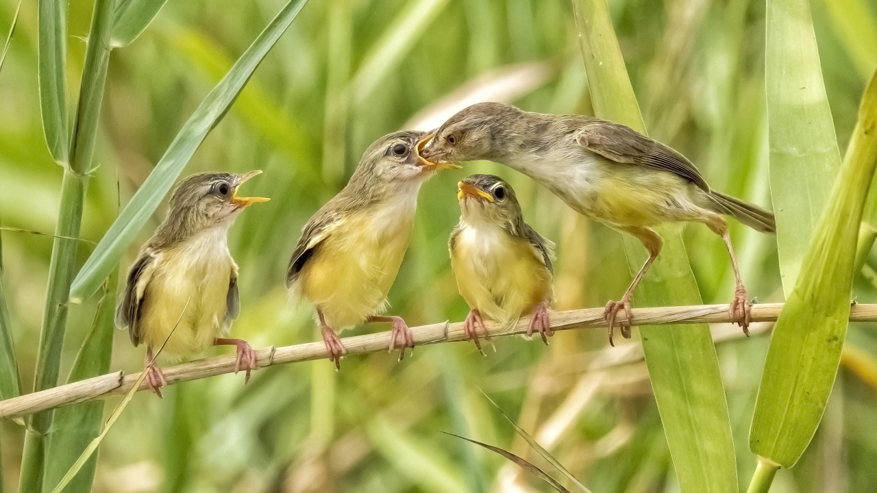 Мама кормит птенцов в камышах