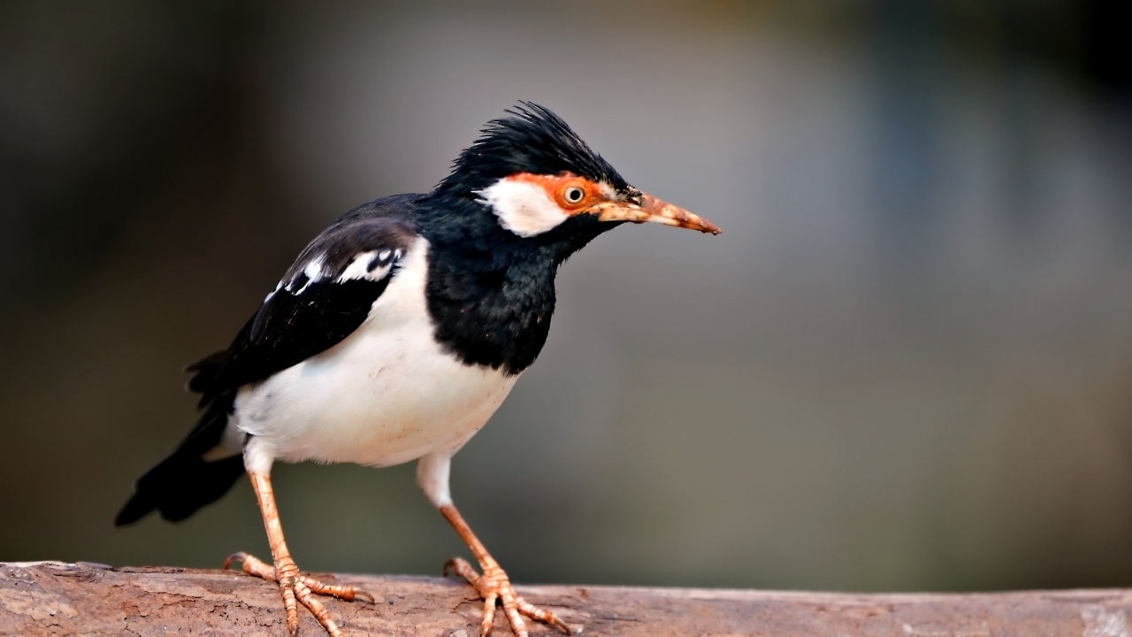 Птица Майна сидит на ветке 
