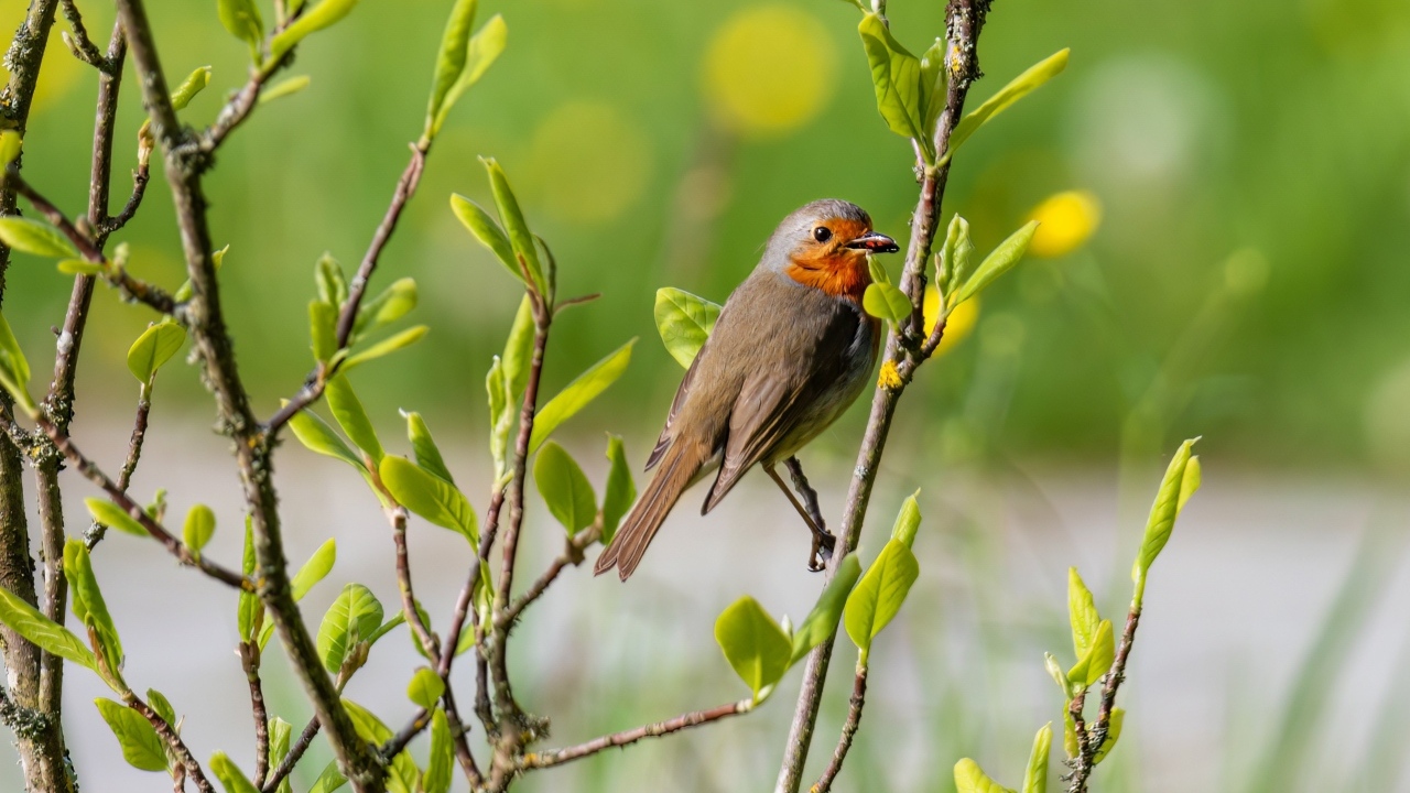 Птица иволга сидит в ветках дерева