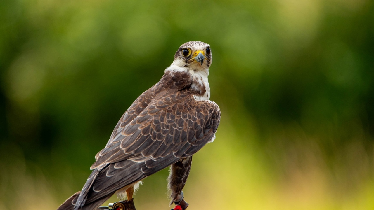 Хищный сокол охотится на камне