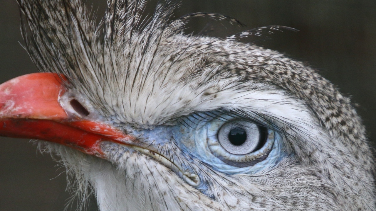 Хохлатая кариама с красным клювом