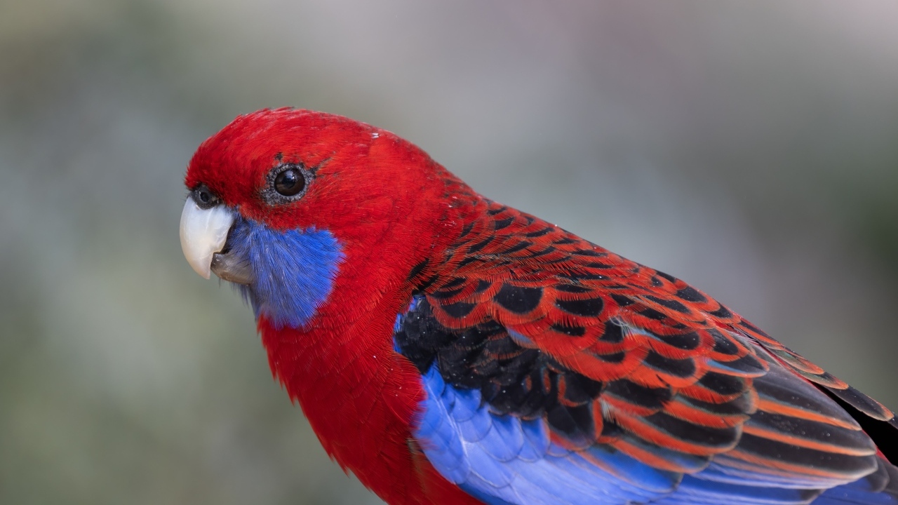 Разноцветный попугай розелла