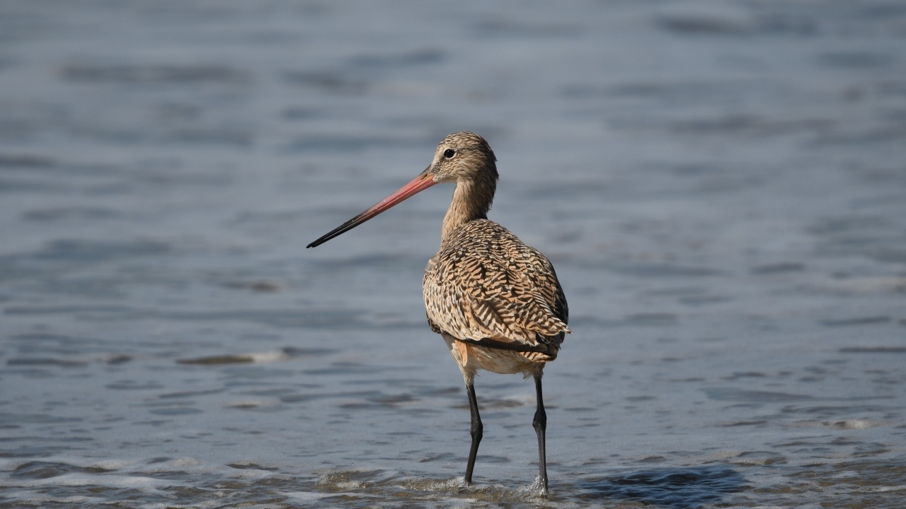 Птица кулик охотится  в воде