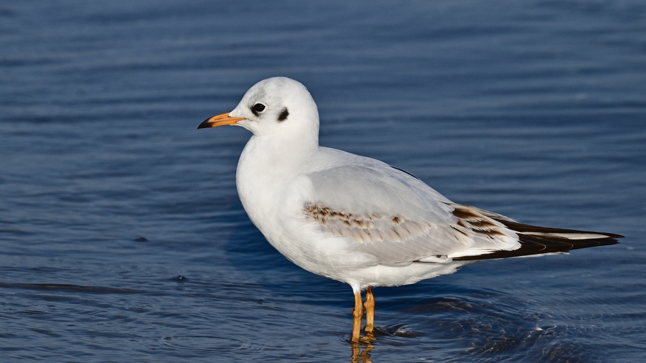 Чайка стоит в воде