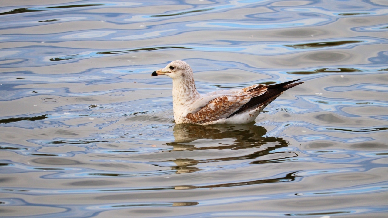 Чайка плавает в воде 