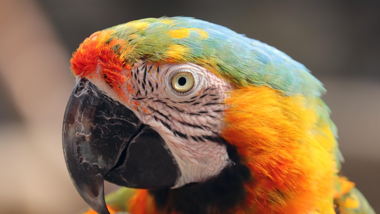 Голова большого разноцветного попугая ара