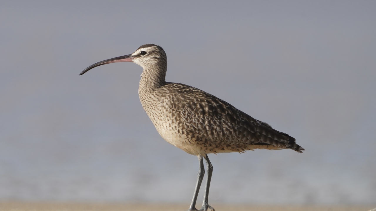 Птица средний кроншнеп идет по песку
