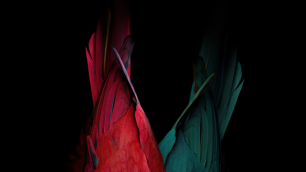 Хвост красного и зеленого попугая на черном фоне