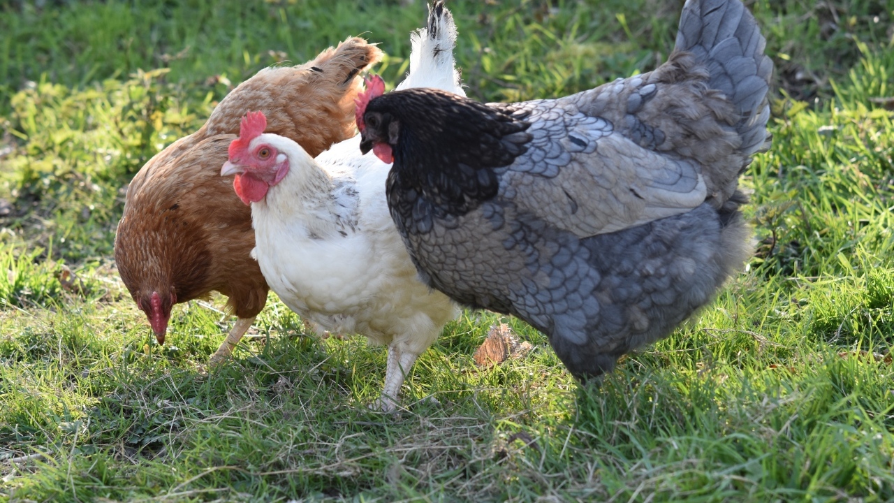 Три домашние курицы на траве