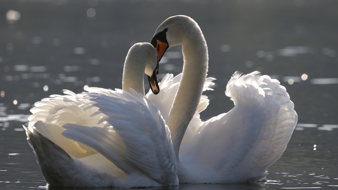 Два красивых влюбленных белых лебедя