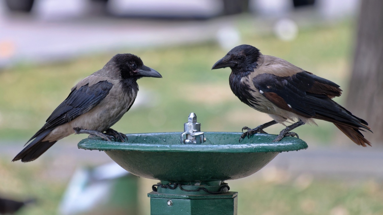 Две вороны у водопоя