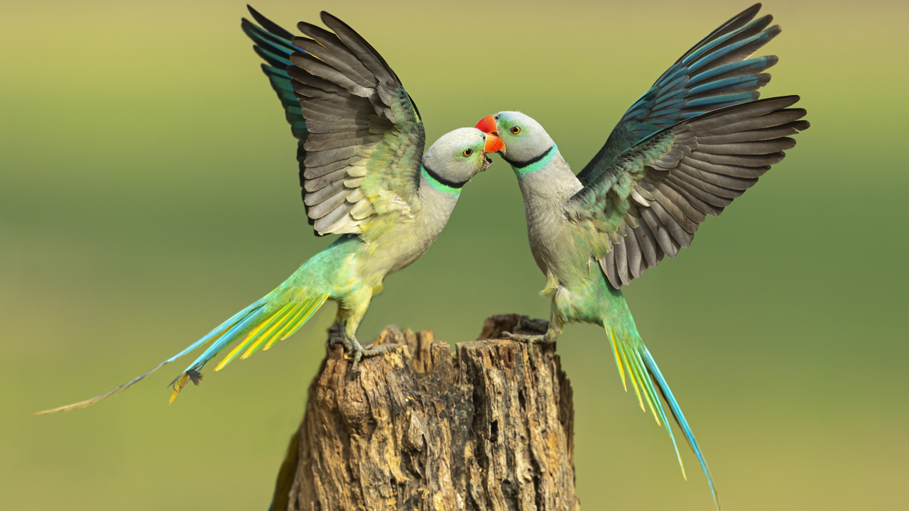 Два зеленых попугая на пне