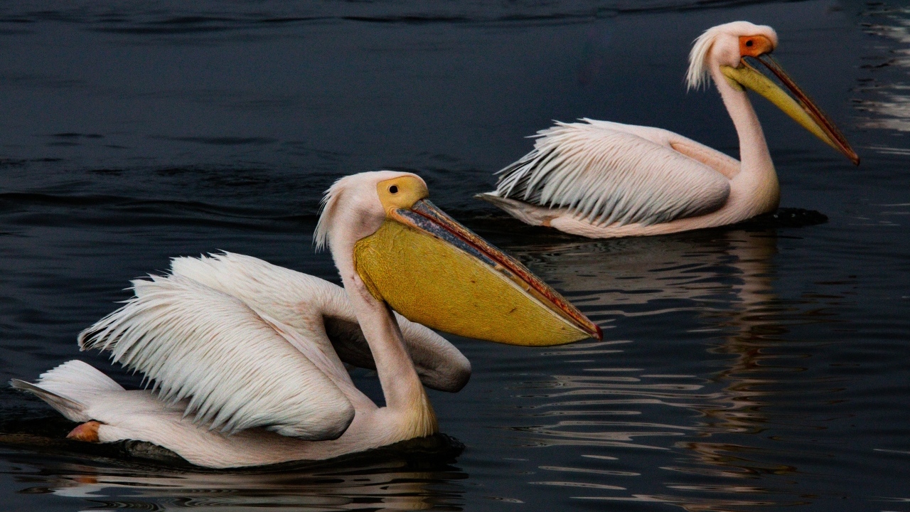Два больших пеликана плавают в воде