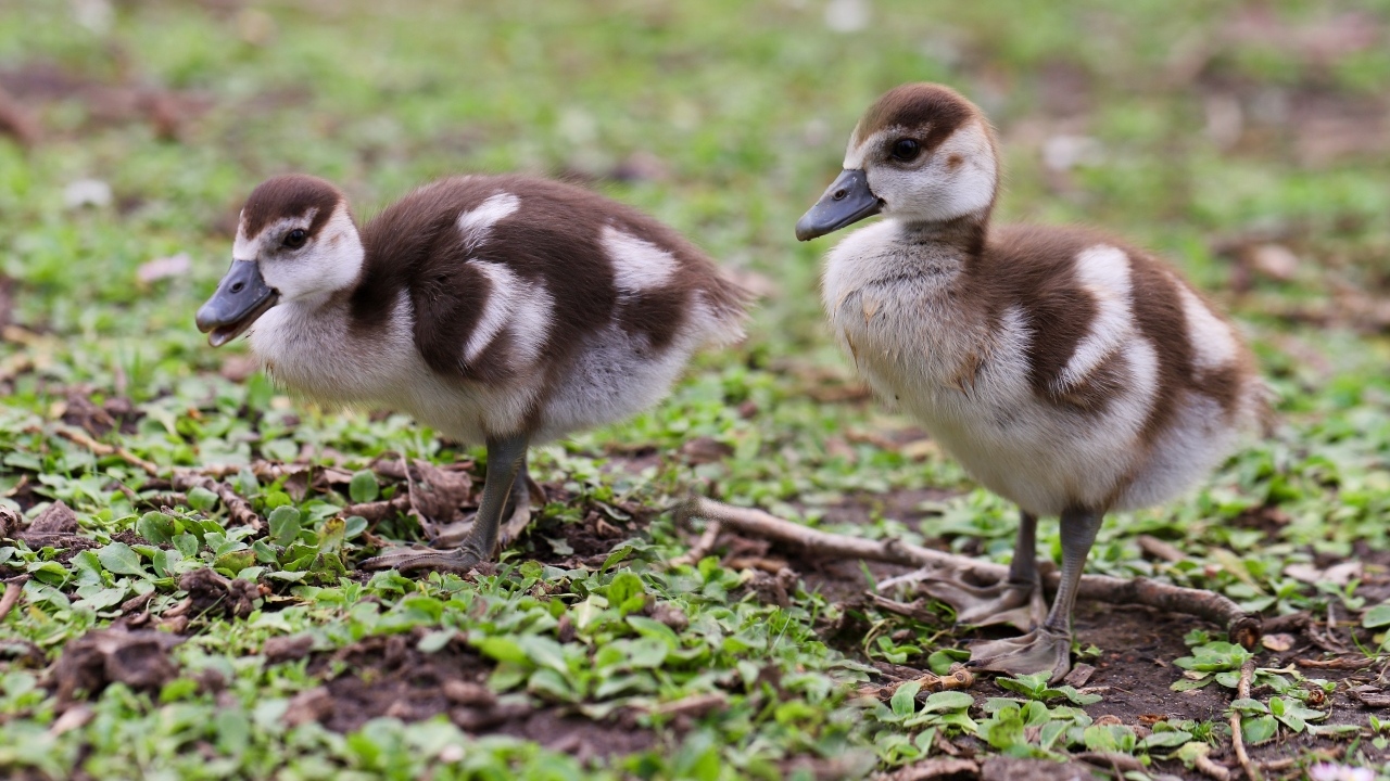 Два маленьких утенка на зеленой траве 