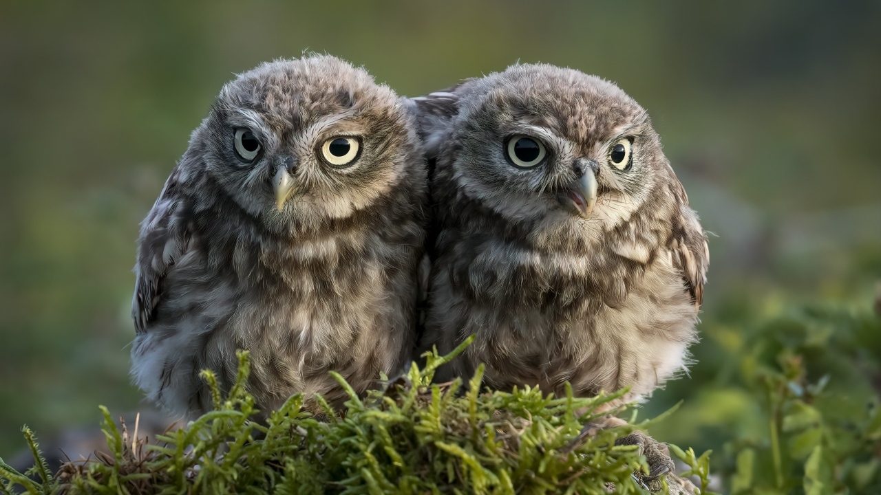Два маленьких совенка в лесу