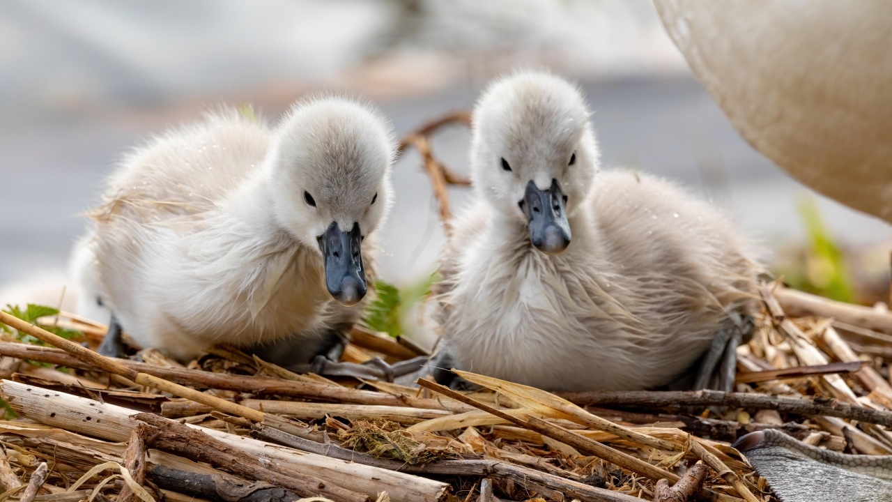 Два маленьких птенца лебедя в гнезде