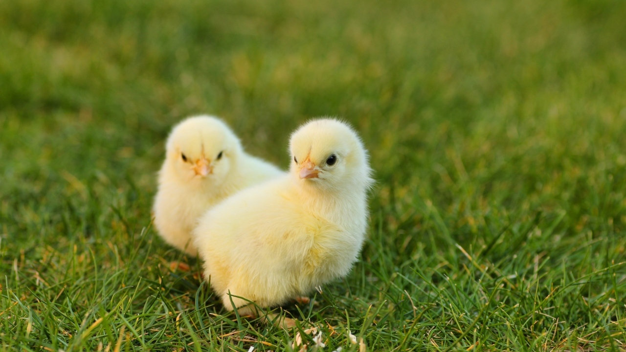 Два маленьких желтых цыпленка на зеленой траве