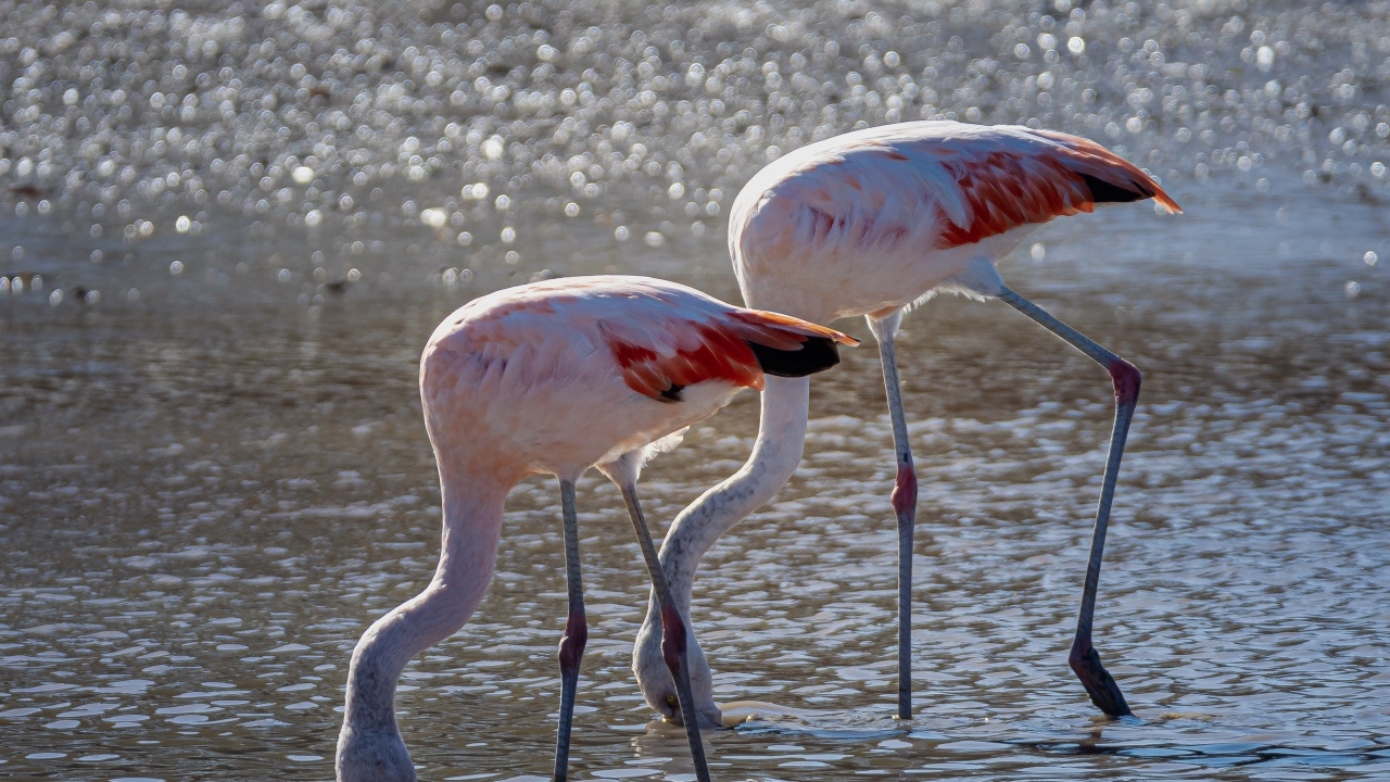 Два розовых фламинго в воде