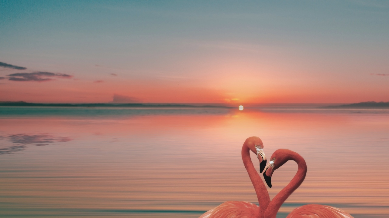 Два розовых фламинго в воде на закате солнца