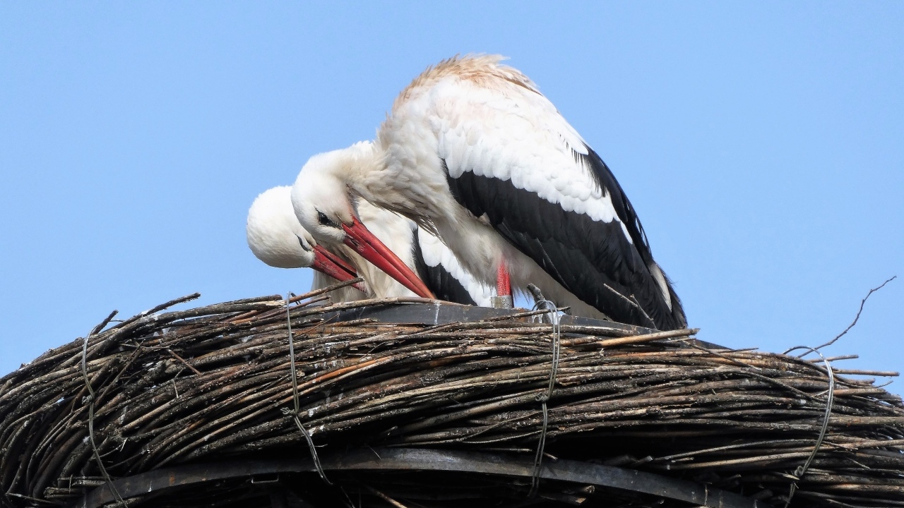 Два аиста в гнезде 