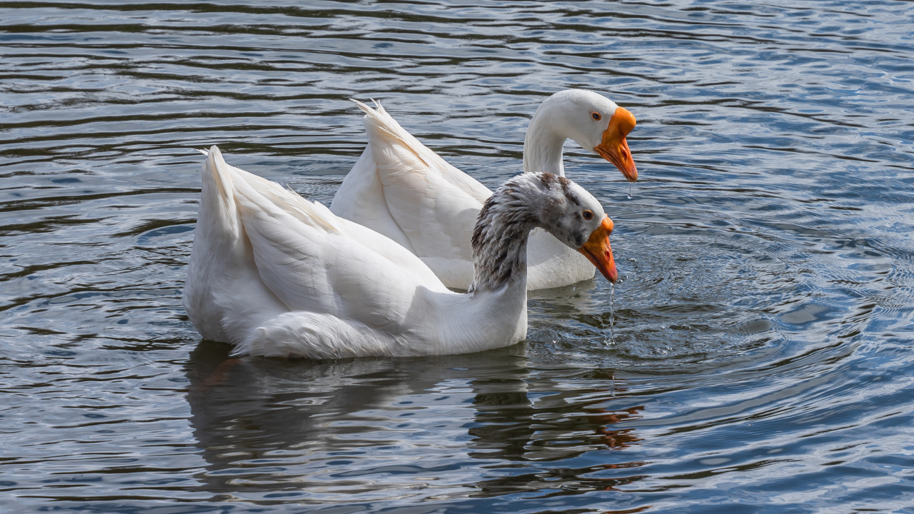Два белых гуся в воде