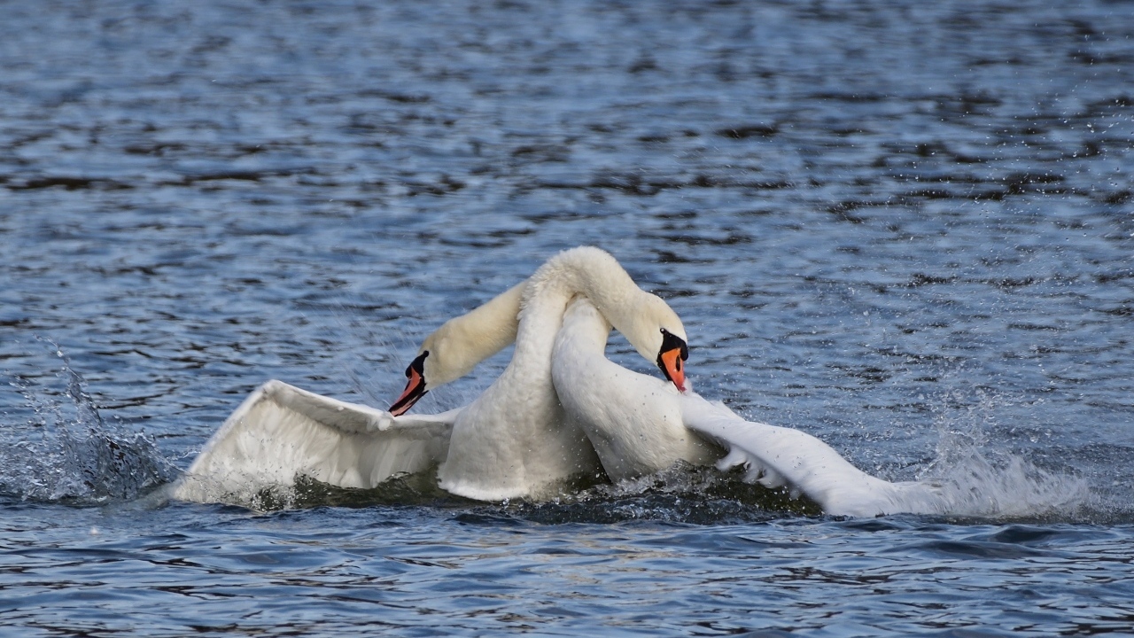 Два белых лебедя обнимаются в воде