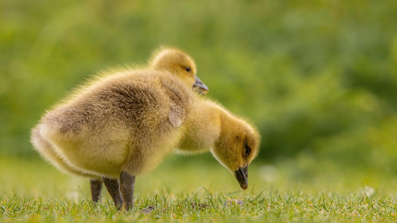 Два желтых гусенка на зеленой траве