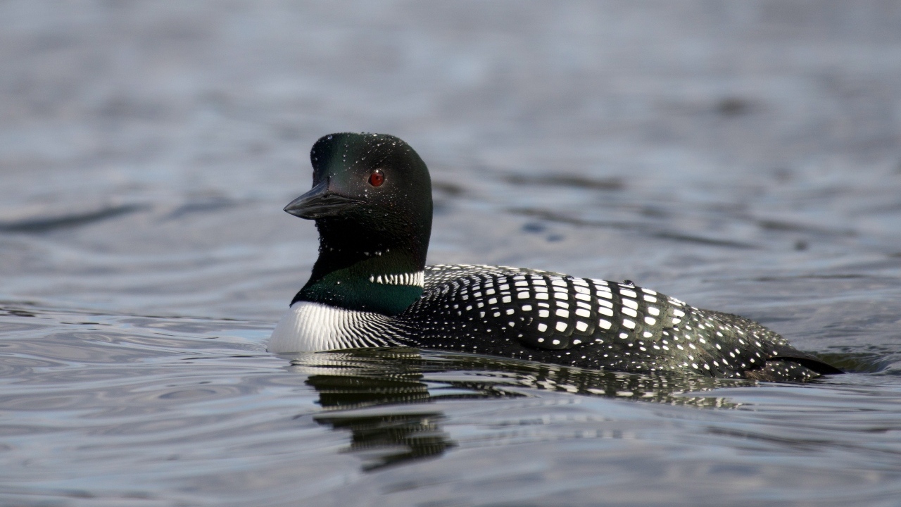 Водоплавающая птица гагара в воде
