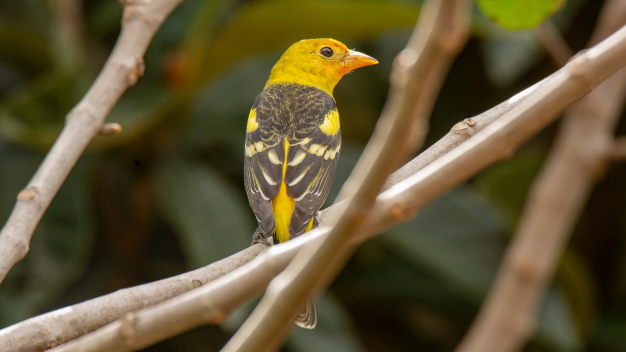 Птица западный танагер сидит на ветке